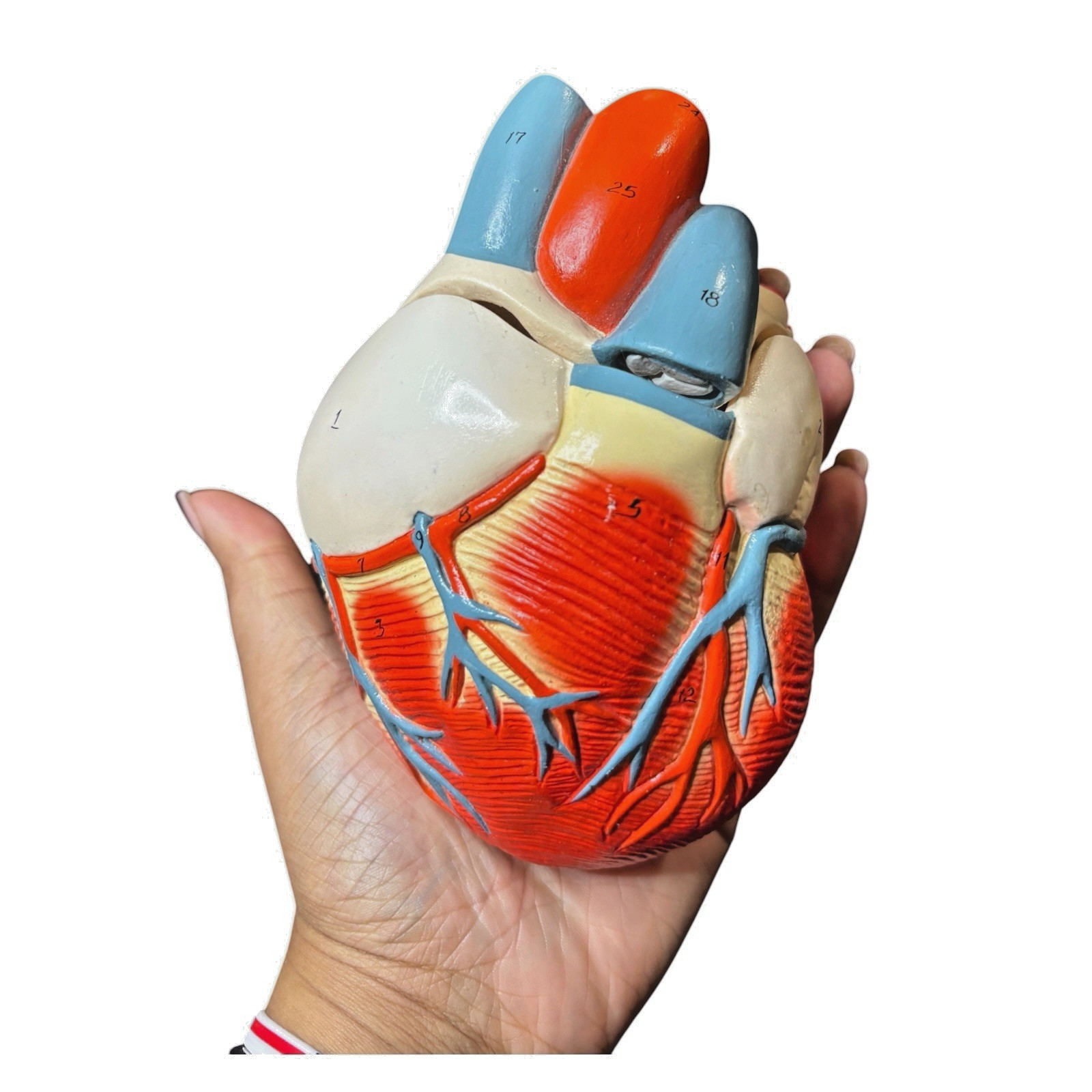 Denoyer Geppert Anatomical Model Nonbreakable Life-Size Heart 0131-00 Numbered