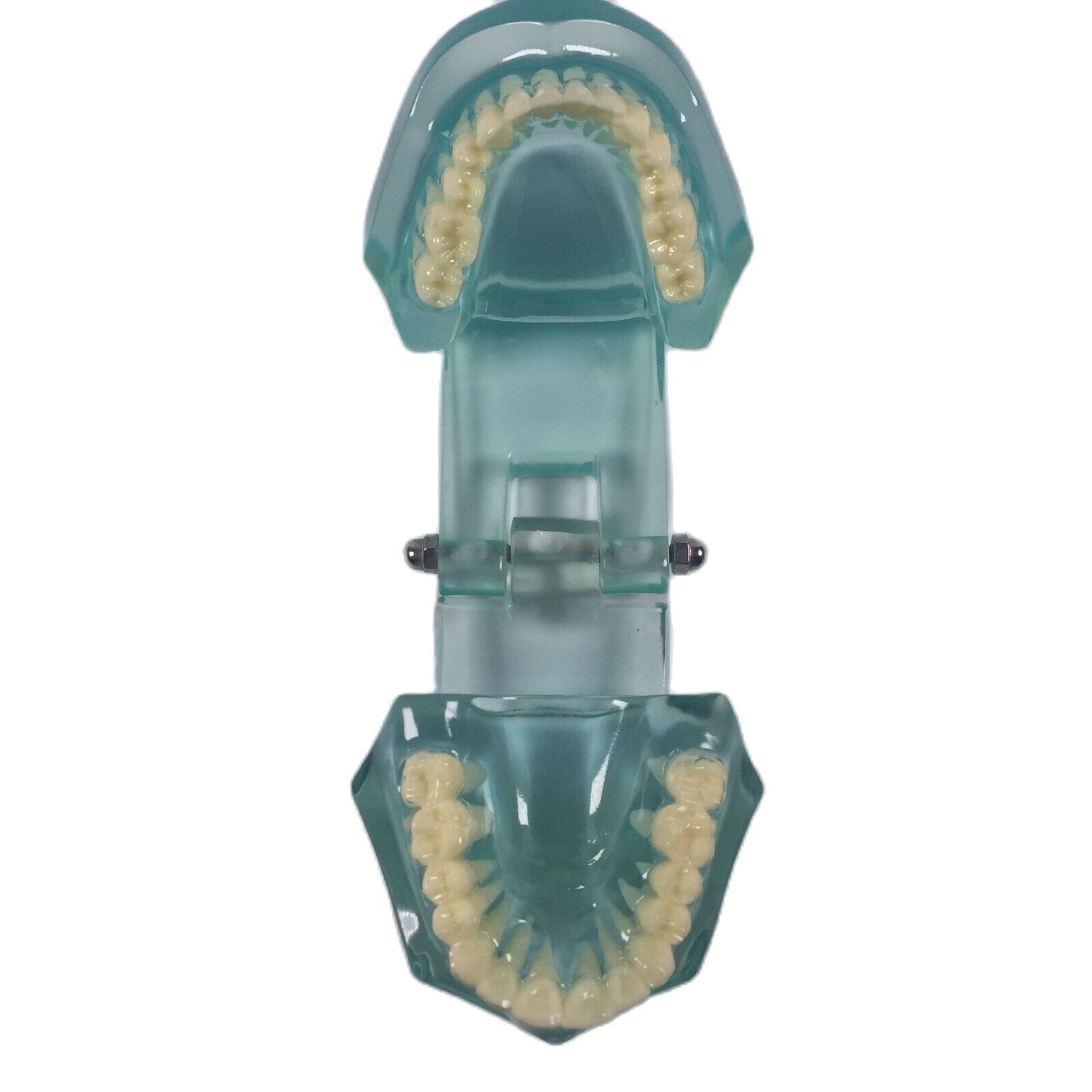 Dental Lab Study Transparent Standard Teeth Tooth Brush Model Clear/Orange/Blue