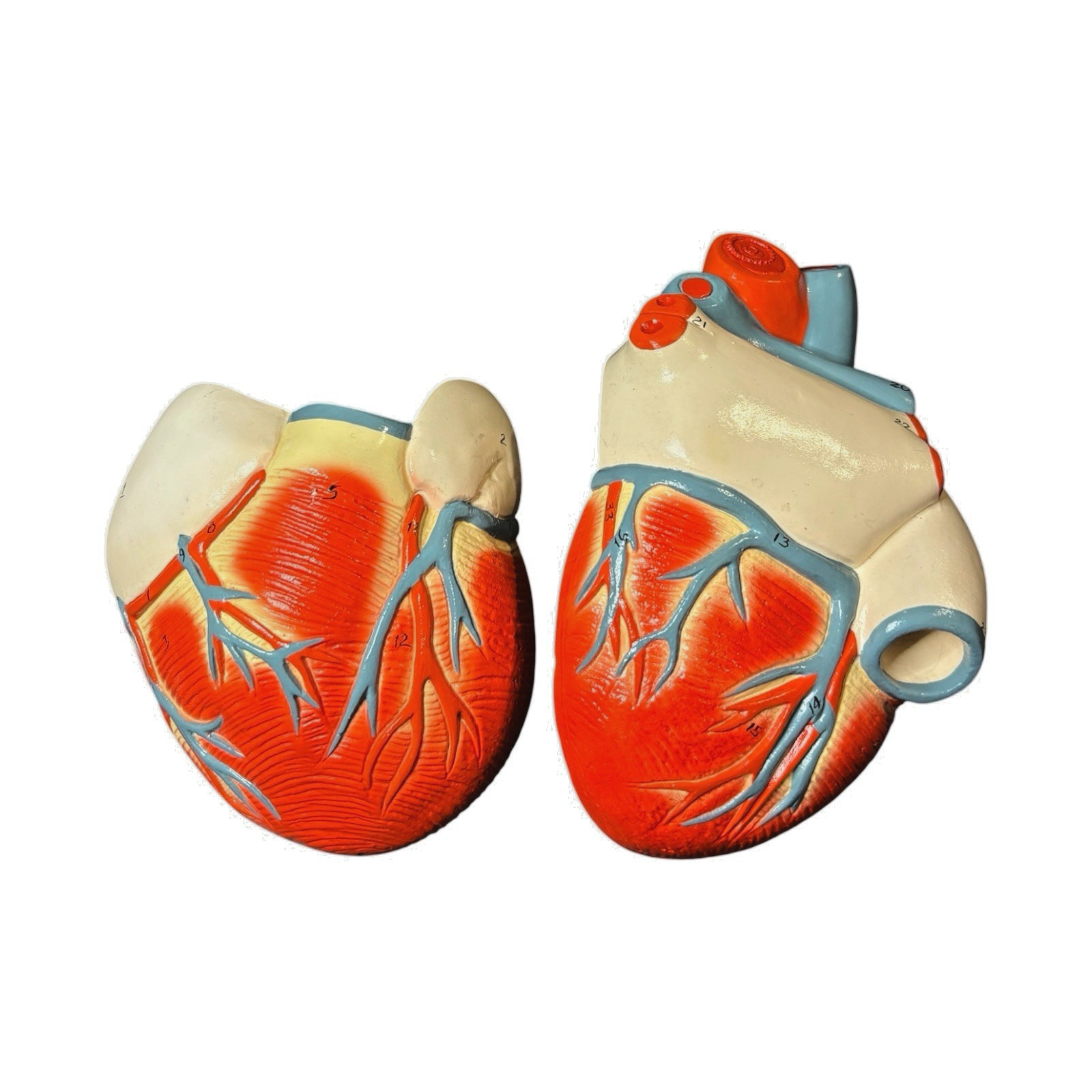 Denoyer Geppert Anatomical Model Nonbreakable Life-Size Heart 0131-00 Numbered