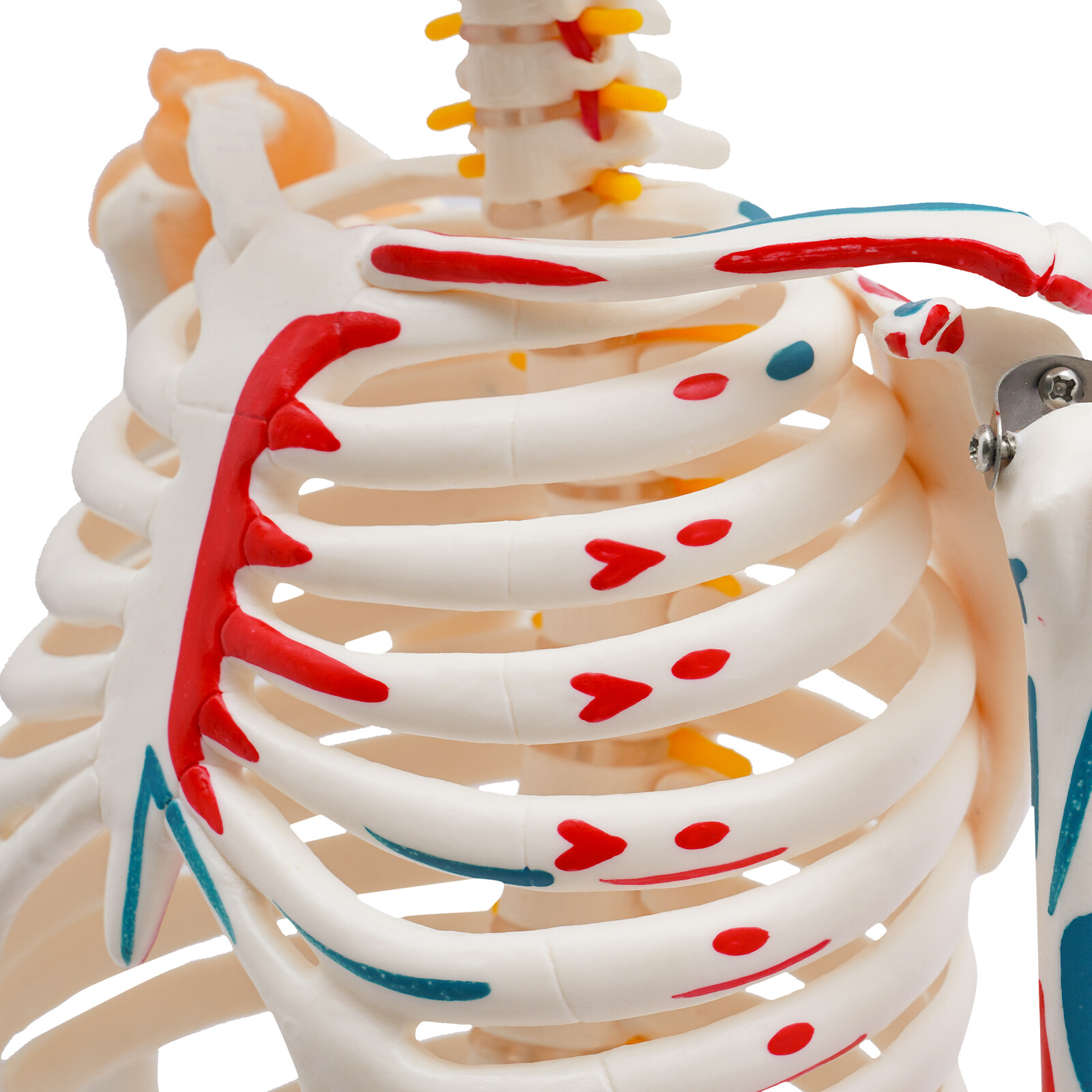 85cm Hanging Style Human Skeleton Model Includes Joint Ligaments For Doctor