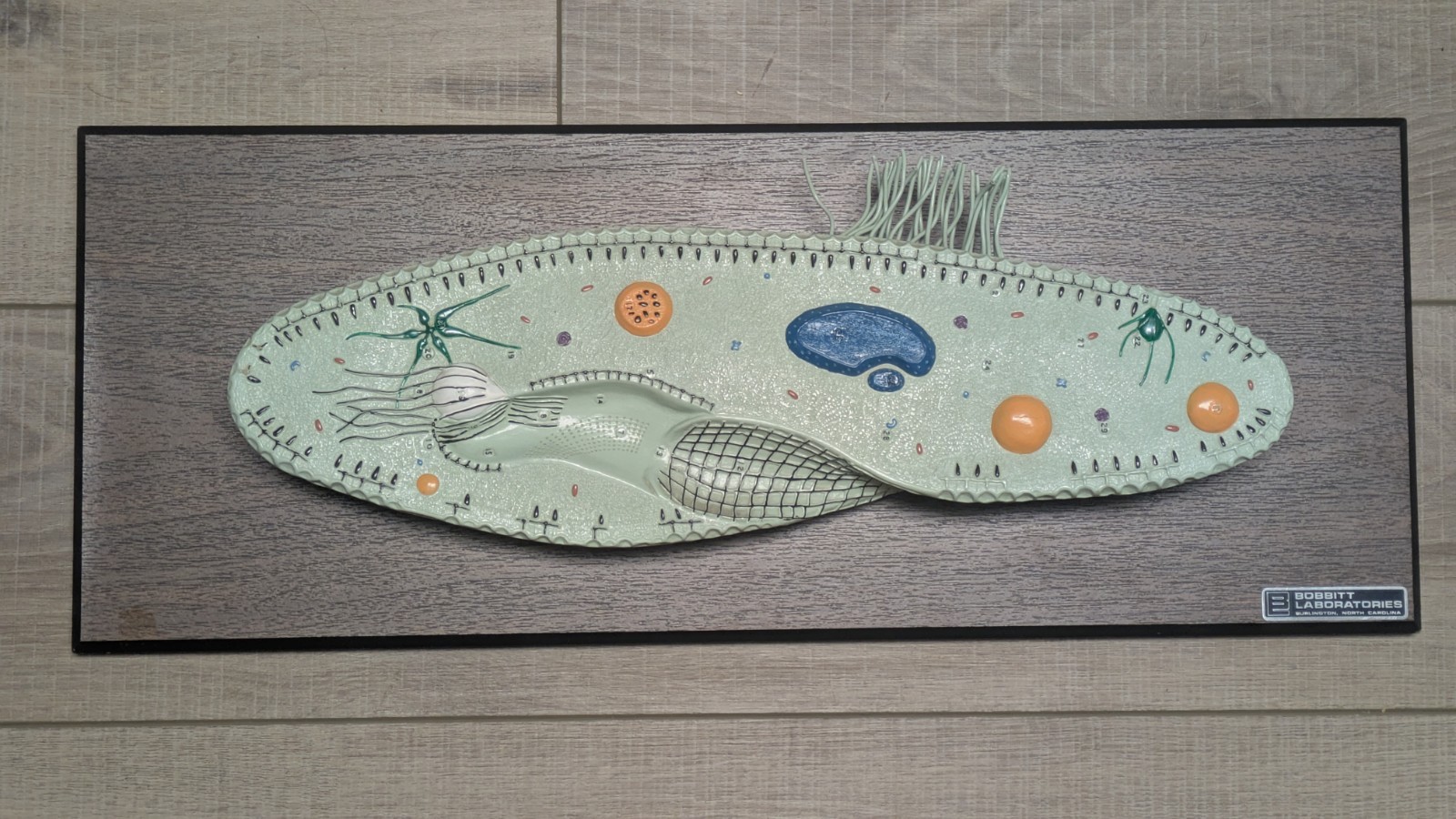 Vintage Bobbitt Laboratories Science Anatomy Aid Large Paramecium Model