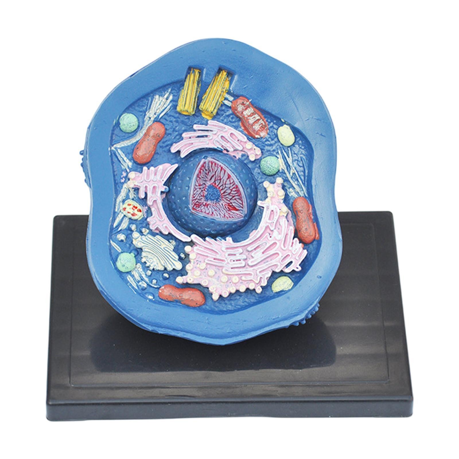 Animal Cell Anatomy Model Educational Science Kits for Display Classroom