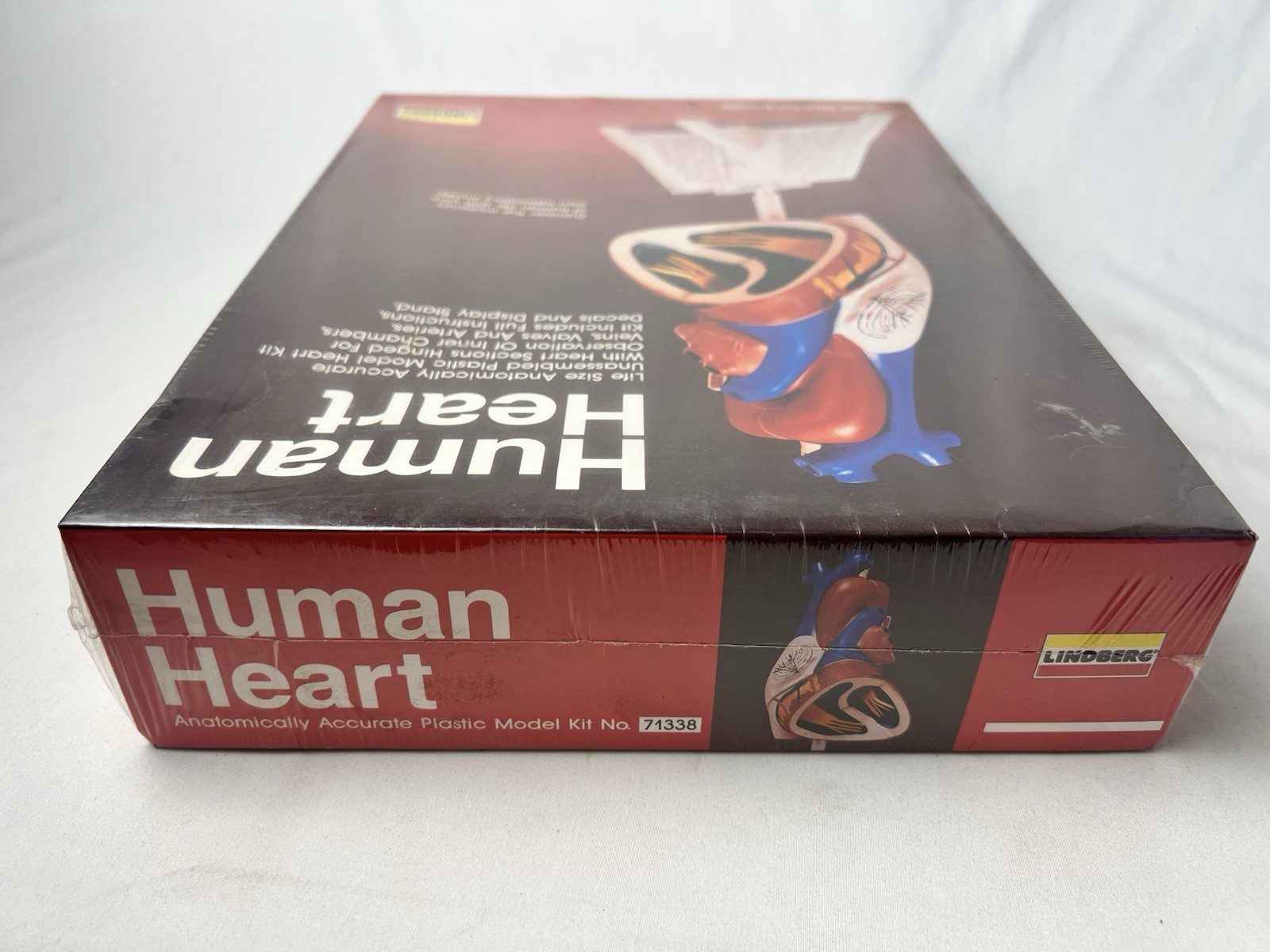 1990 LINDBERG HUMAN HEART Anatomically Accurate Plastic Model 71338 SEALED MIB