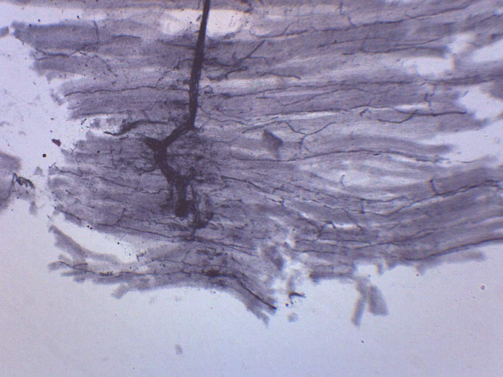 Spinal Cord, Cross Section – Prepared Microscope Slide – 75 x Single