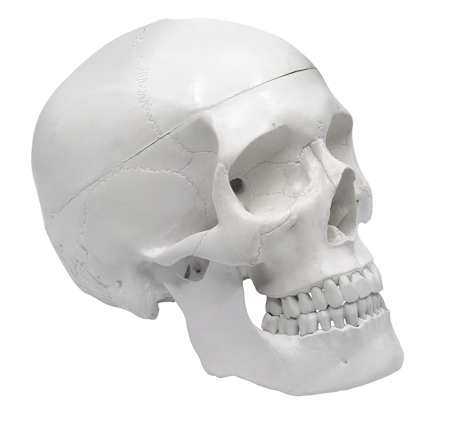 Premium Dental Anatomy Skull Model – Easy to Clean – Educational and Decorative
