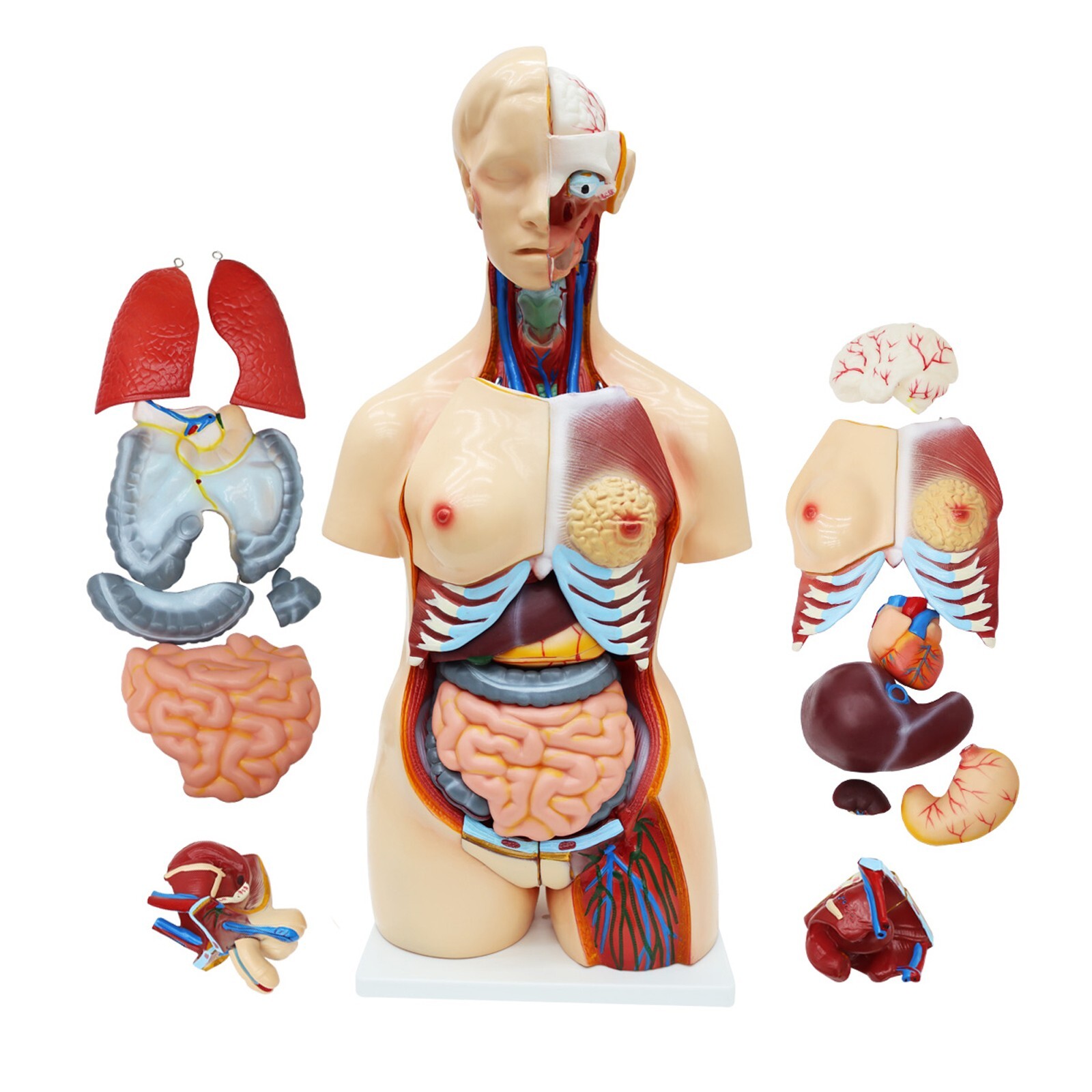 Human Torso Model Replaceable Detachable Female/Male Medical Teaching Model