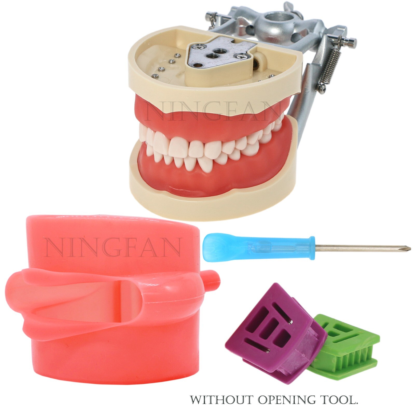 US Dental Typodont Study Detachable Model With Simulated Cheek And Mounting Pole