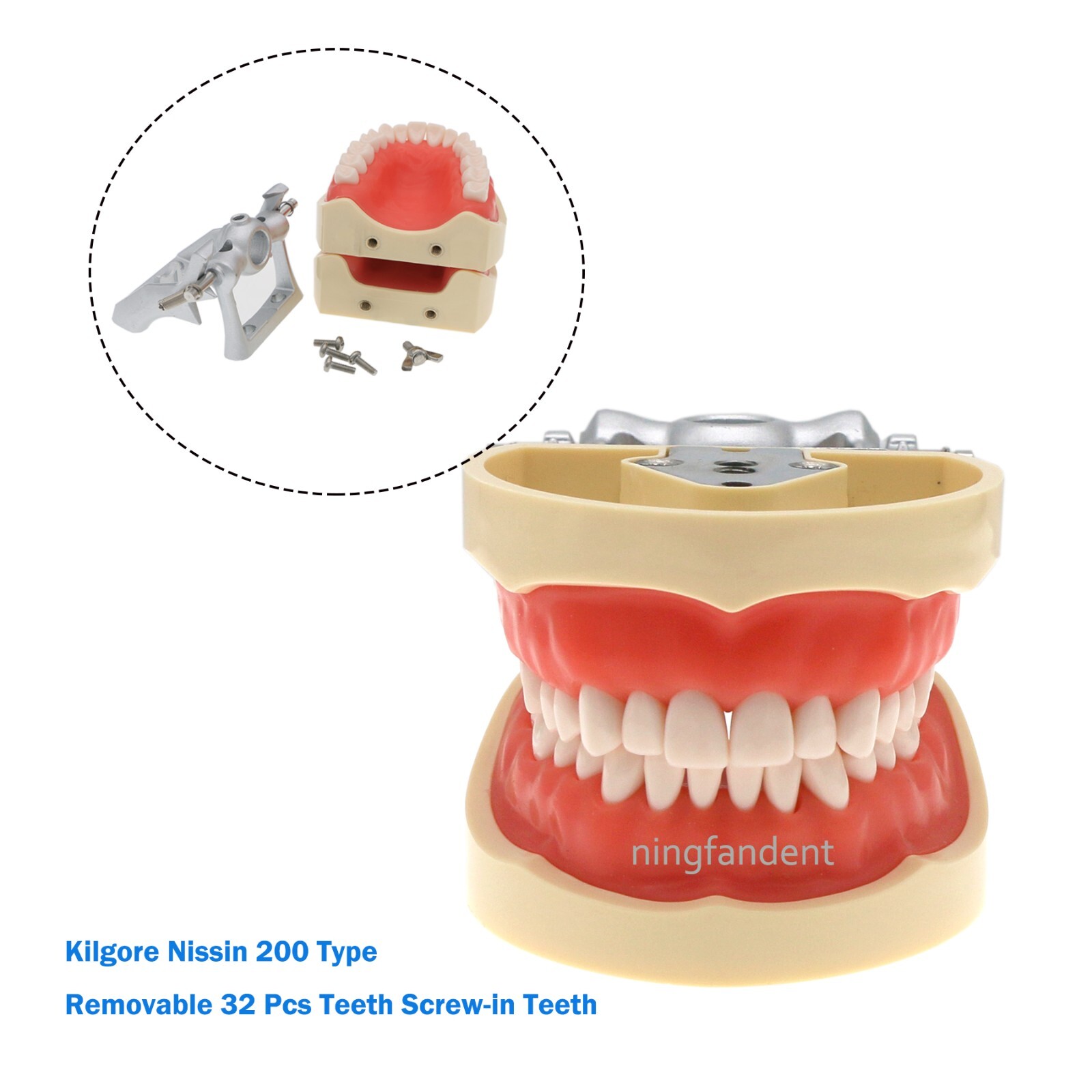 US Dental Typodont Study Detachable Model With Simulated Cheek And Mounting Pole