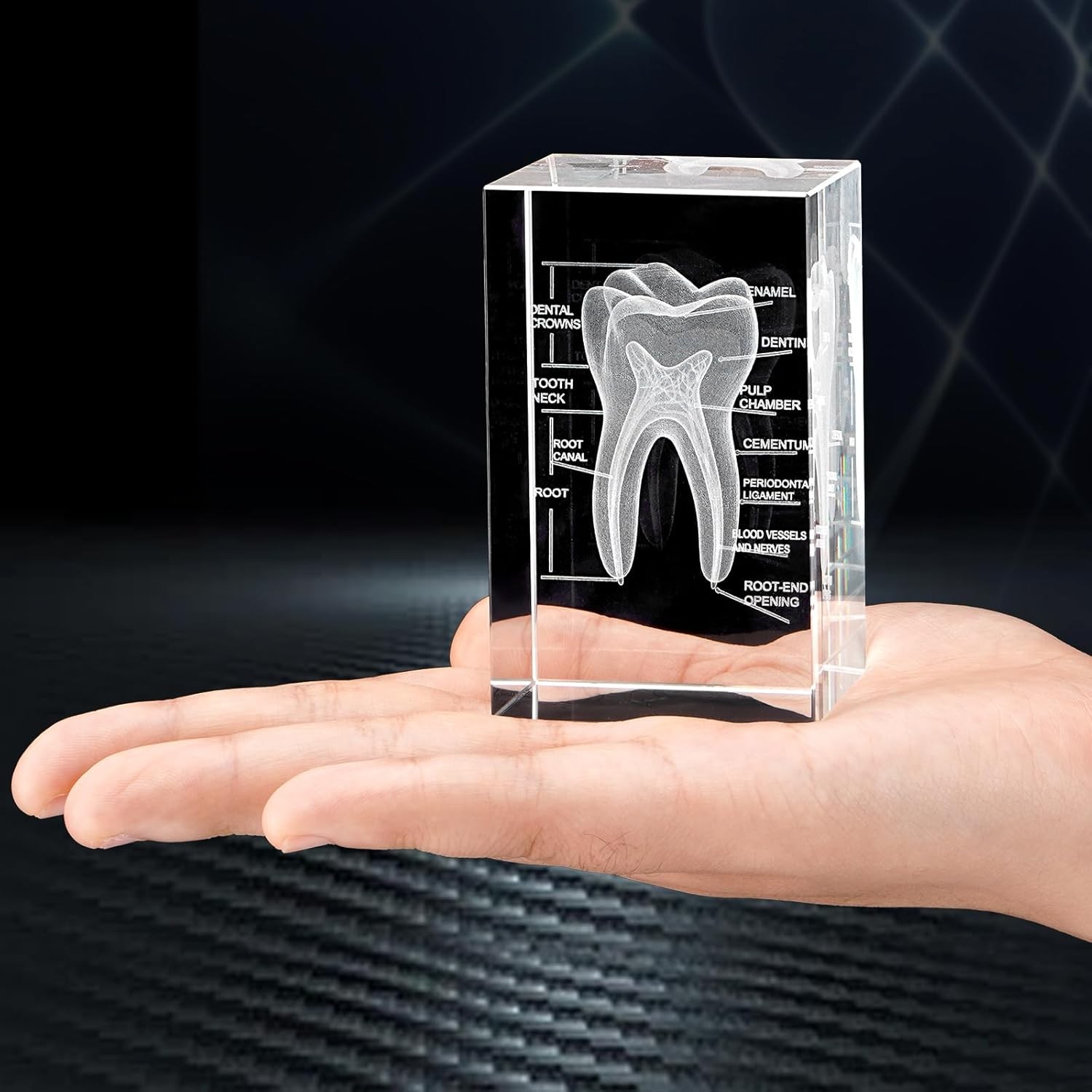 Tooth Ornament 3D Human Tooth Crystal Model for Home Decoration Dentists Gifts