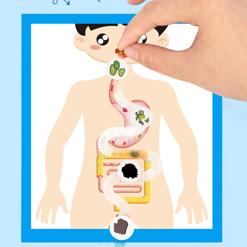 Educational Digestive System Model Digestive Organ Anatomy Model Teaching Tool