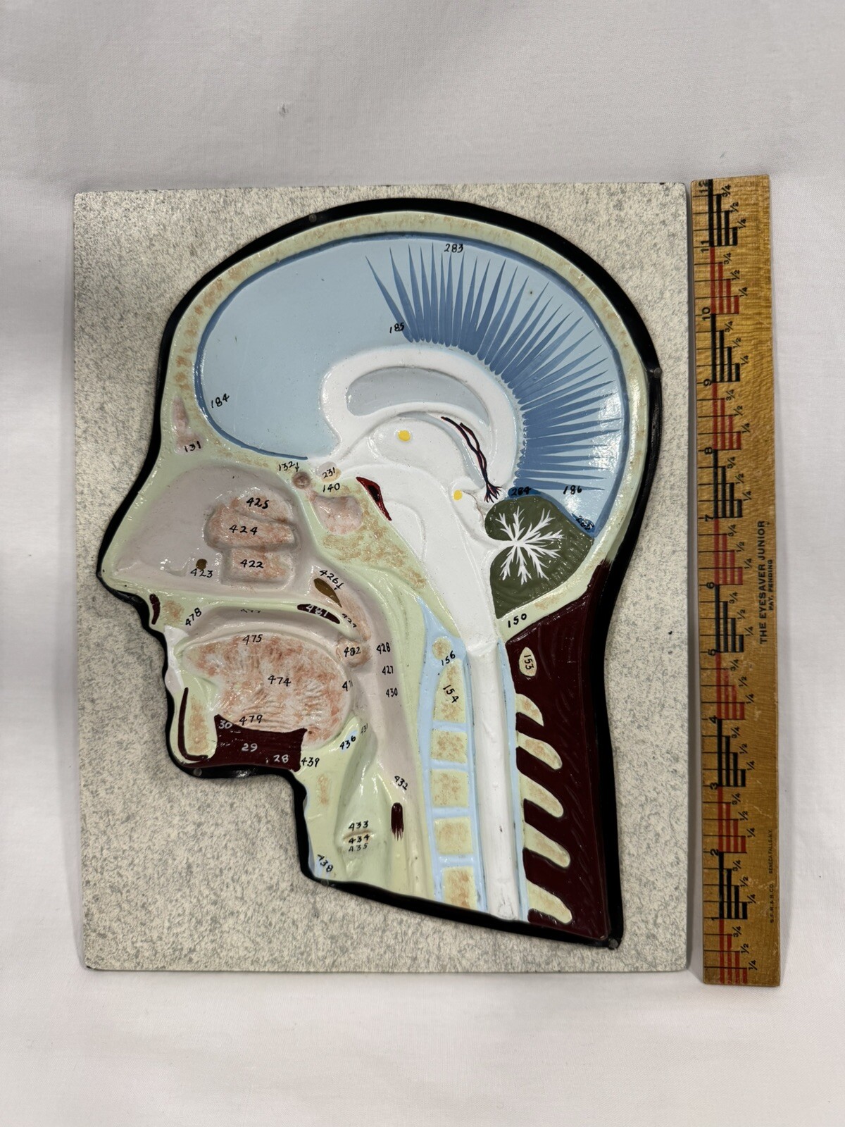 Vintage Nystrom Dissected Anatomy Head Model Anatomical Blow Mold Celluloid