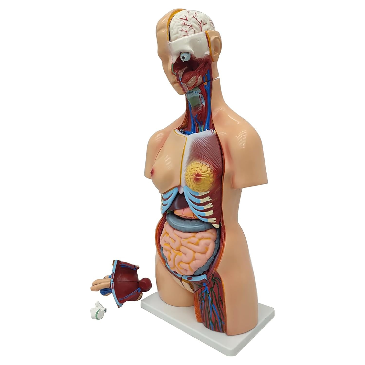 Detachable Human Torso Model Medical 31.89 in Dual-Sex Torso Anatomy Model