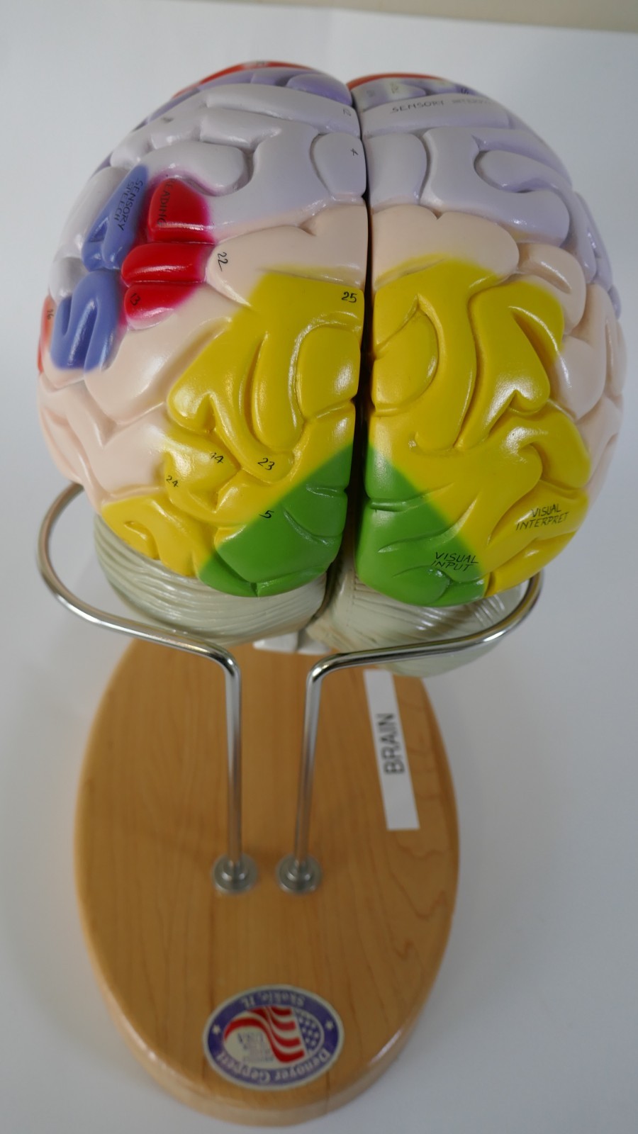 Denoyer-Geppert Brain Anatomical Model Medical Teaching – Numbers & function