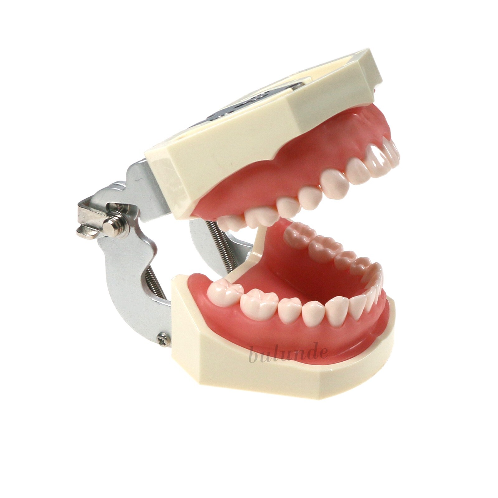 Dental Typodont Teeth Model Implant Pathological Perio Restoration Practice Demo