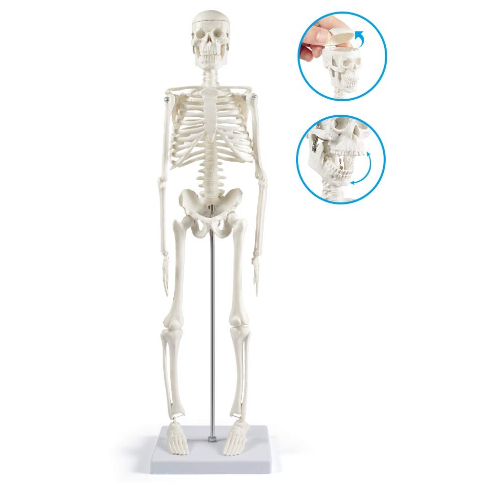 breesky 17” Human Skeleton Model, 17 Inch Anatomy – 1 Pack