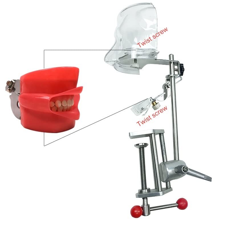 Dental Teaching Head Mold Oral Simulation Simple Fixing Clip Head Mold Student