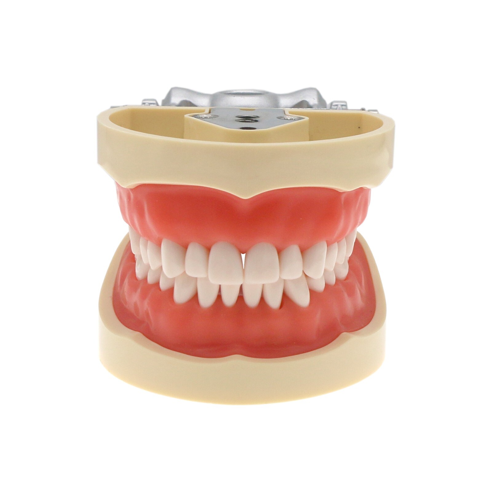 US Dental Kilgore Nissin 200 Typodont Model 32PCS Teeth, Removable, Soft Gingiva