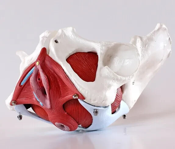 Life Size Female Pelvis Medical/Teaching Anatomy Model Removable Organ 6-part-