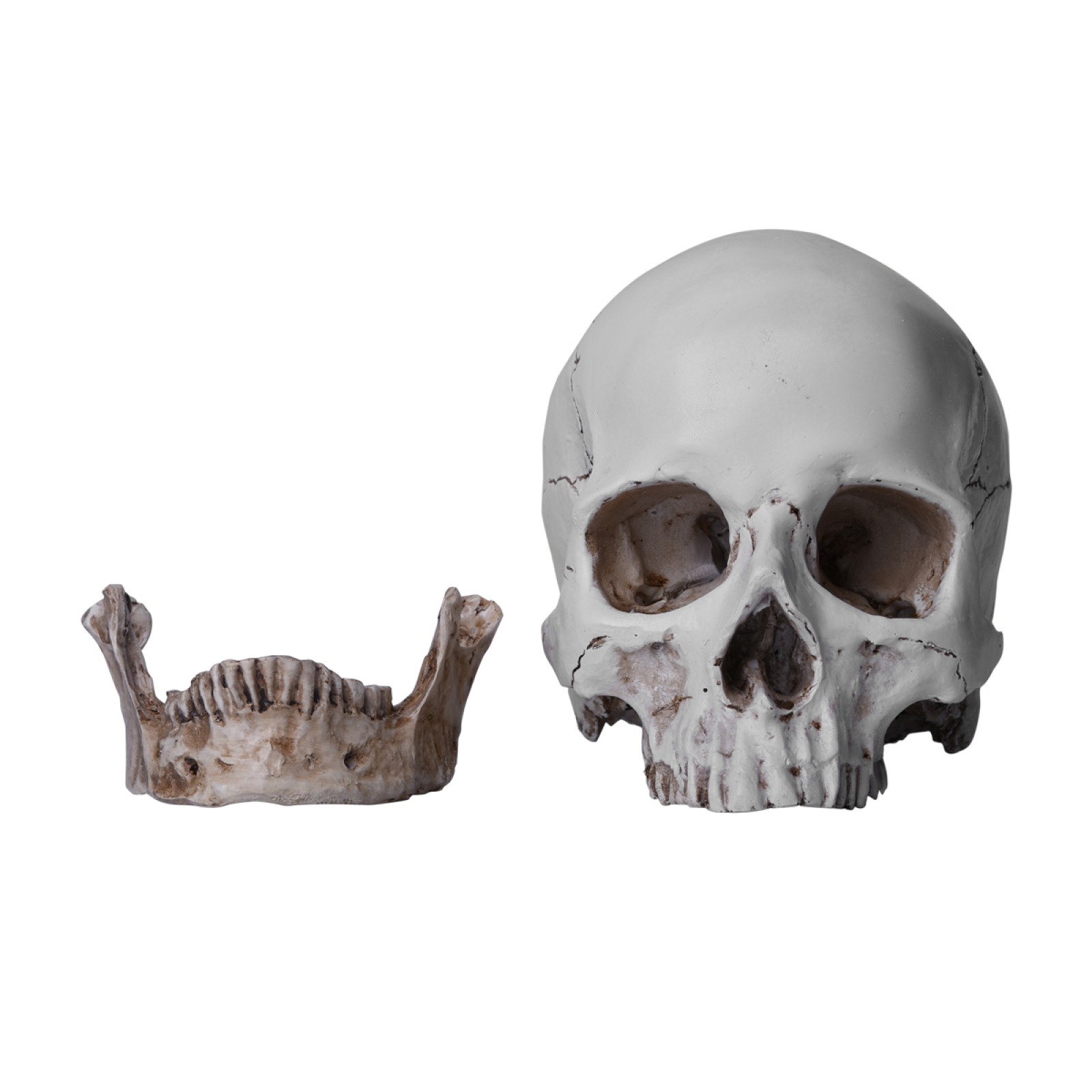 1:1 Resin Replica Life Human Anatomy Skull Collectable Bar Decoration Teaching*1