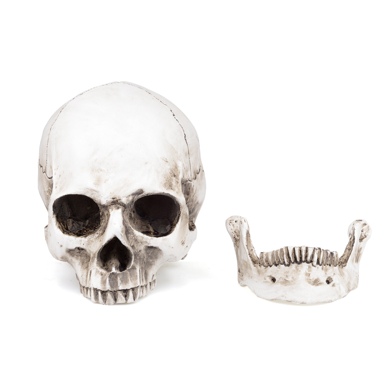 1:1 Retro HumanSkull Replica Resin Anatomical Model Removable Jaw/Chin Realistic
