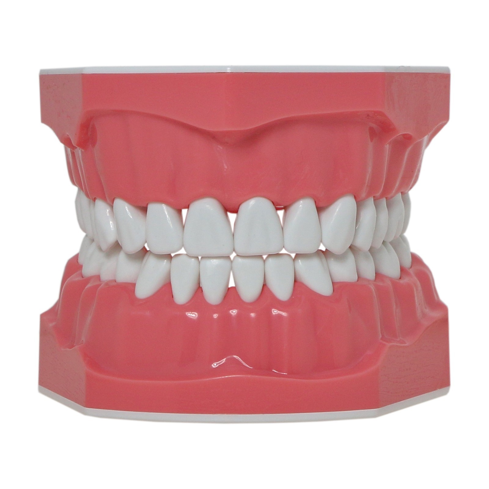 US Dental Typodont Standard 1:1 Brushing Flossing Practice Teeth Model M7010-1