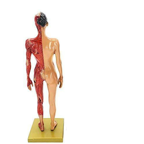30cm Height Human Anatomical Anatomy Skull Head Body Model Female for Teaching
