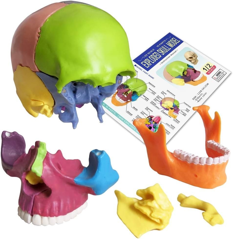 Colorful 15-Piece Human Skull Model for Educational & Medical Use