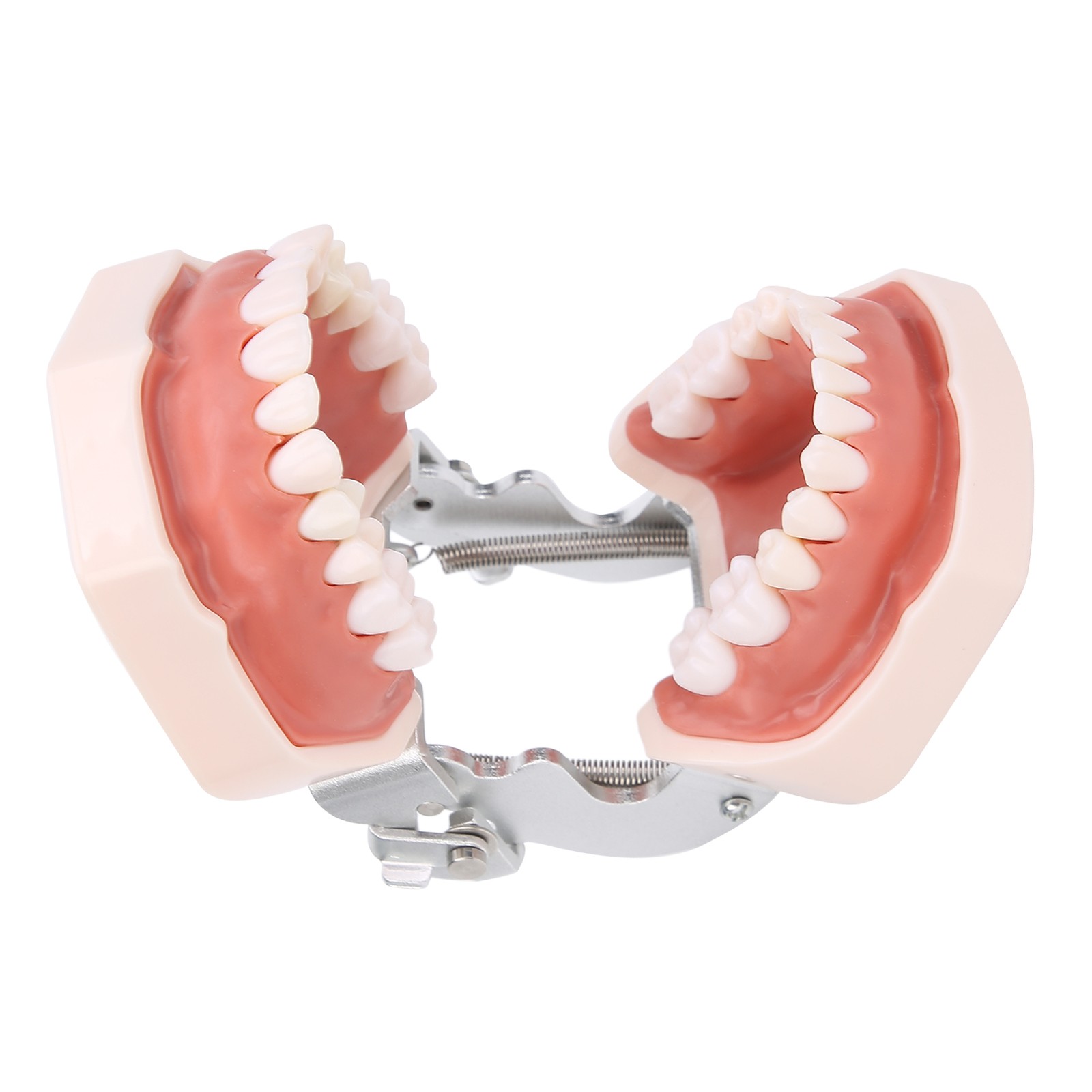 Detachable Teeth Model Simulation Dental Teeth Model For Teaching Practice With❀