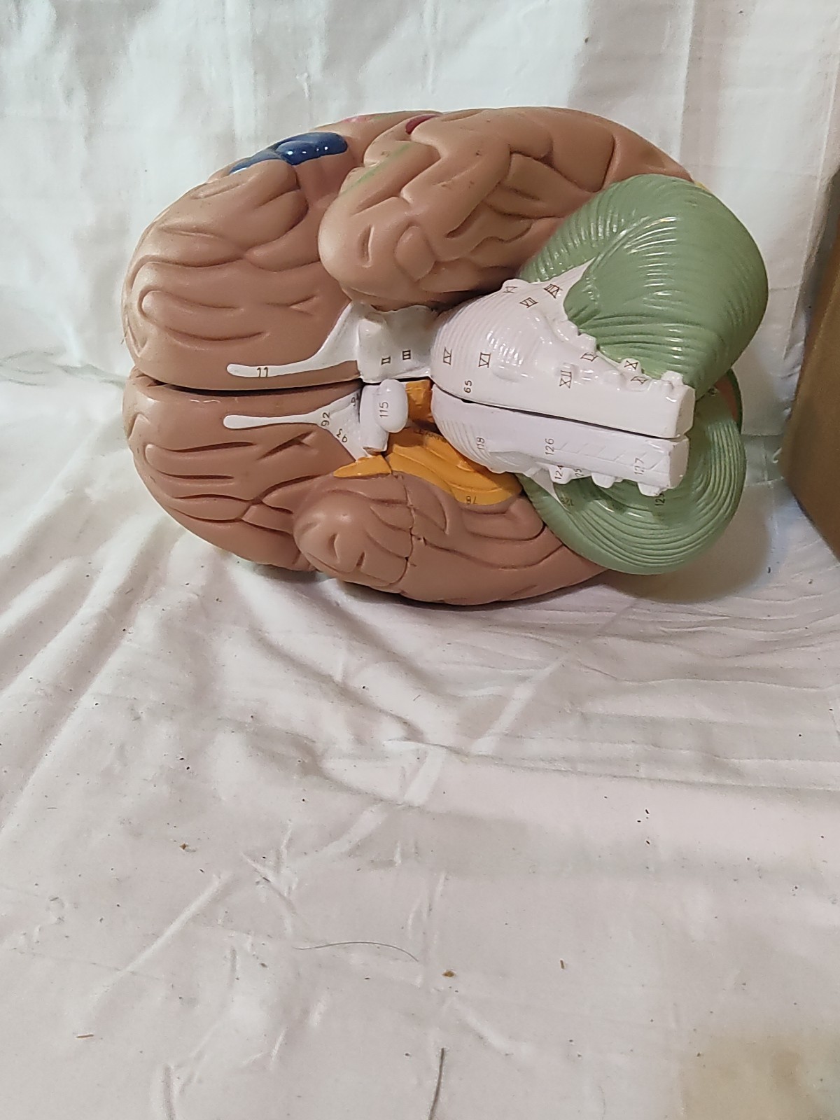 Denoyer Geppert Educational Regional Anatomical Brain Model Made in USA AS IS