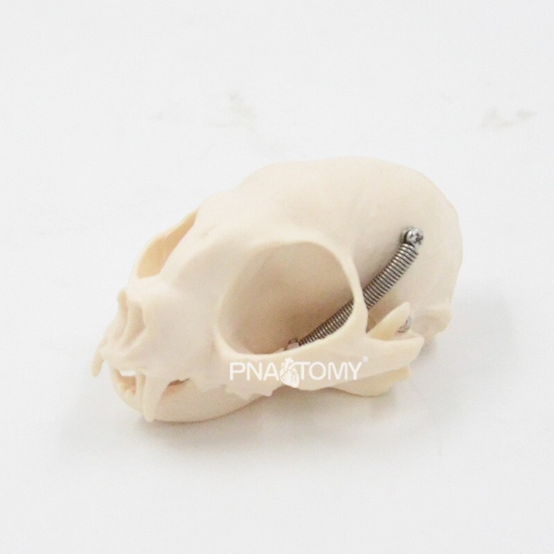 1:1 Animal Anatomy Model Simulation Canine Cat Skull Teeth Model Pet Anatomy