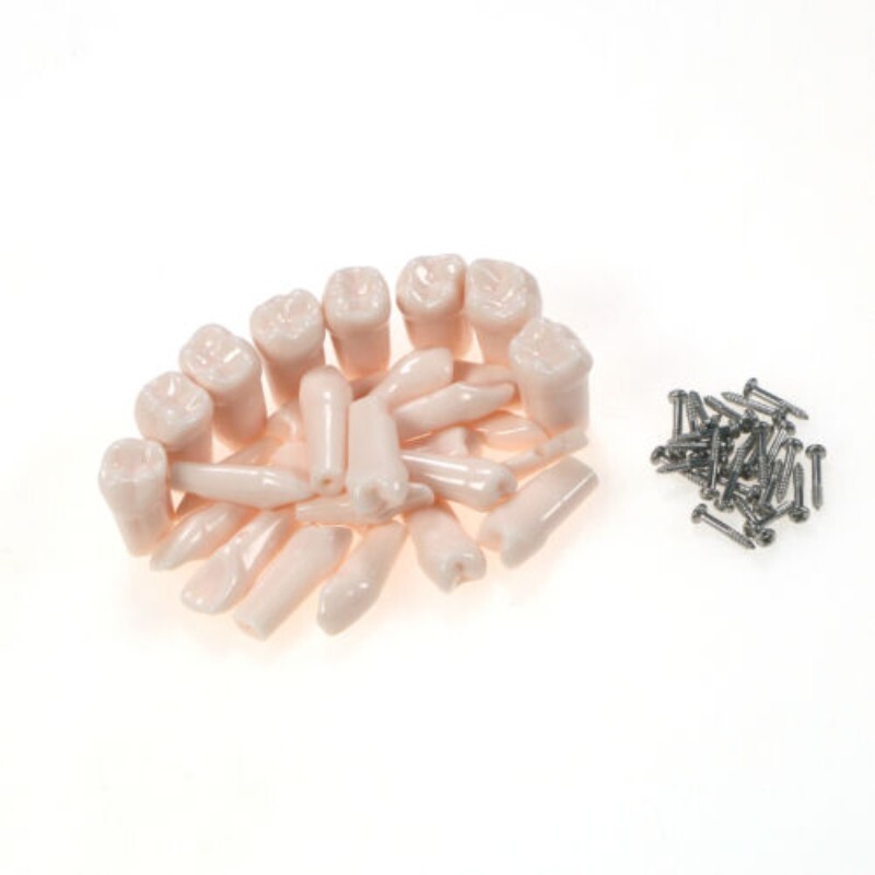 Dental Practice Typodont Teeth Model Removable Teeth 28 pcs Kilgore Nissin 200