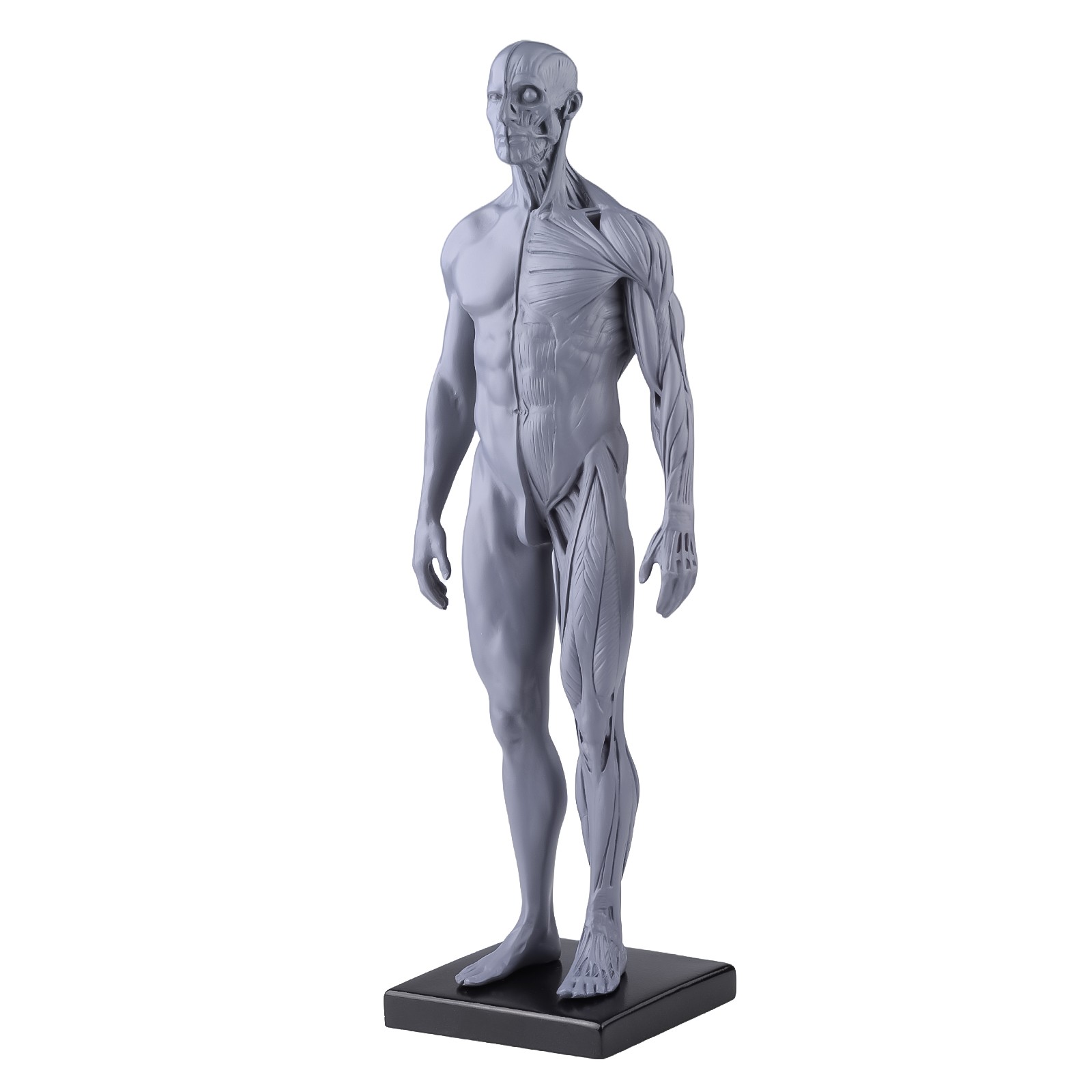30cm Gray Human Anatomy Model Muscles & Bones for Medical Study & Art Sculpture