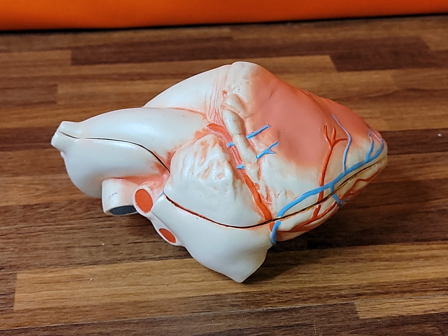 Vintage Human Anatomical Heart 2 Piece Display Model