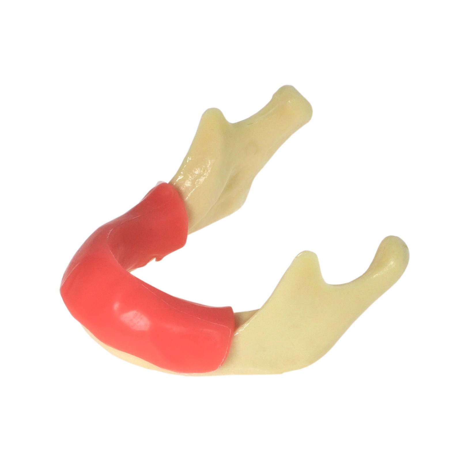 Dental Implant Jaw Bone Model For Practice Basic Drilling Insertion M2022/2023