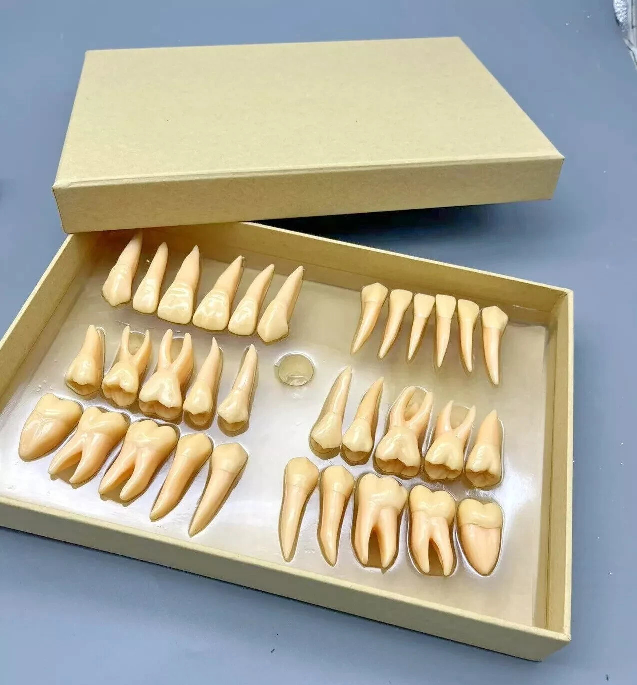 2.5x life size Human Dental Study Model of Individual Permanent Teeth (32 teeth)
