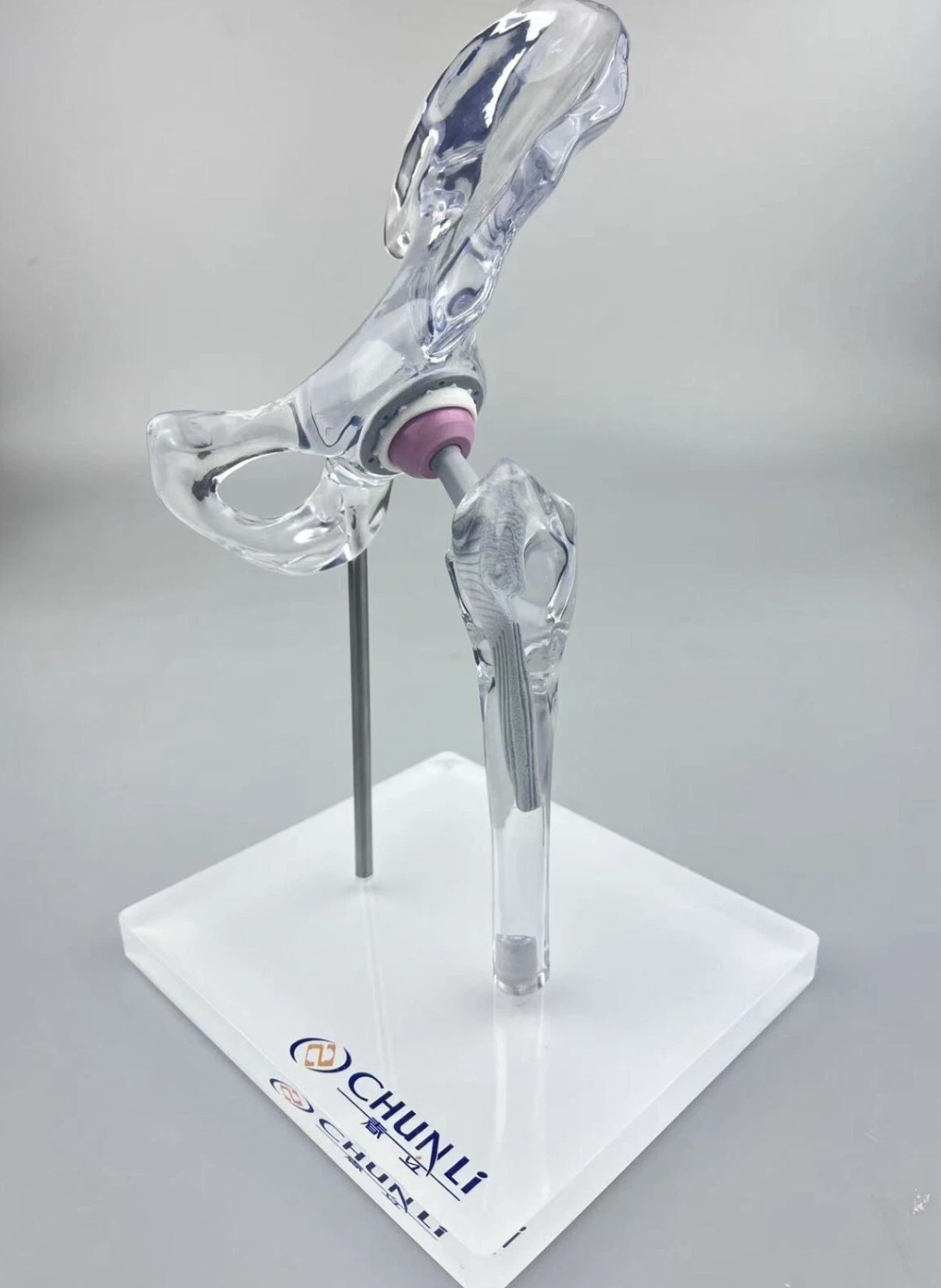 Transparent 1/3 Artificial Hip Joint Replacement Medical Anatomical Demo Model
