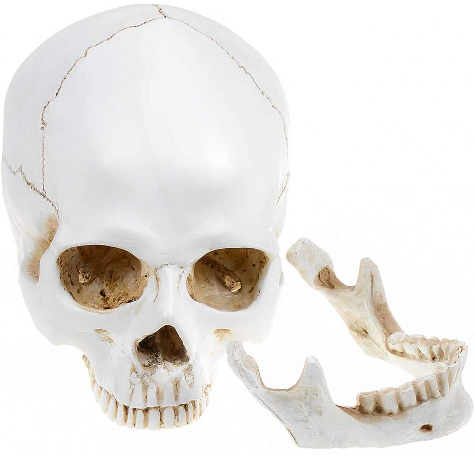 Realistic 1:1 Retro Human Skull Model Life Size Anatomical Skeleton Head M/L US