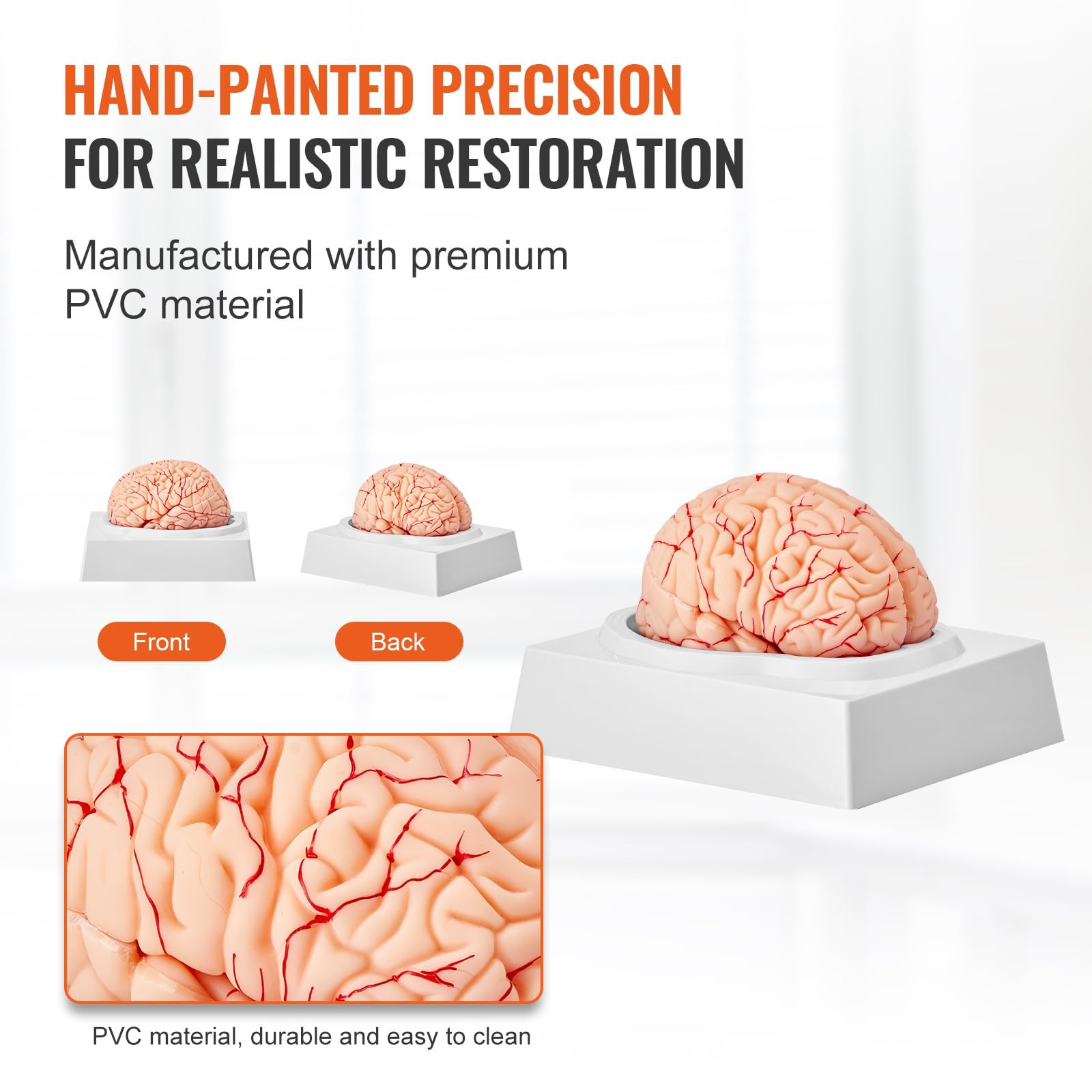 Vevor Human Brain Anatomy Model – 9-Part Life Size Brain Color-Coded Artery For