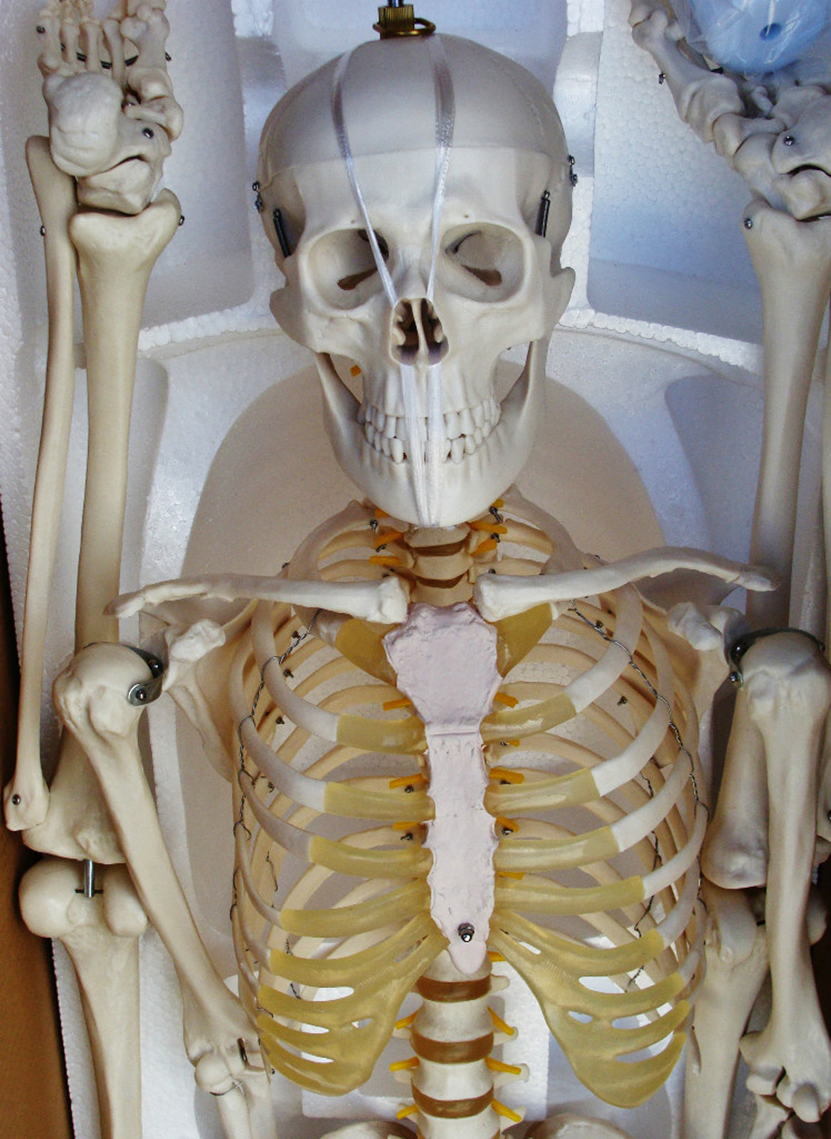 Medical Anatomical Human Skeleton Model Professional Size 67» 170 Cms IT-001