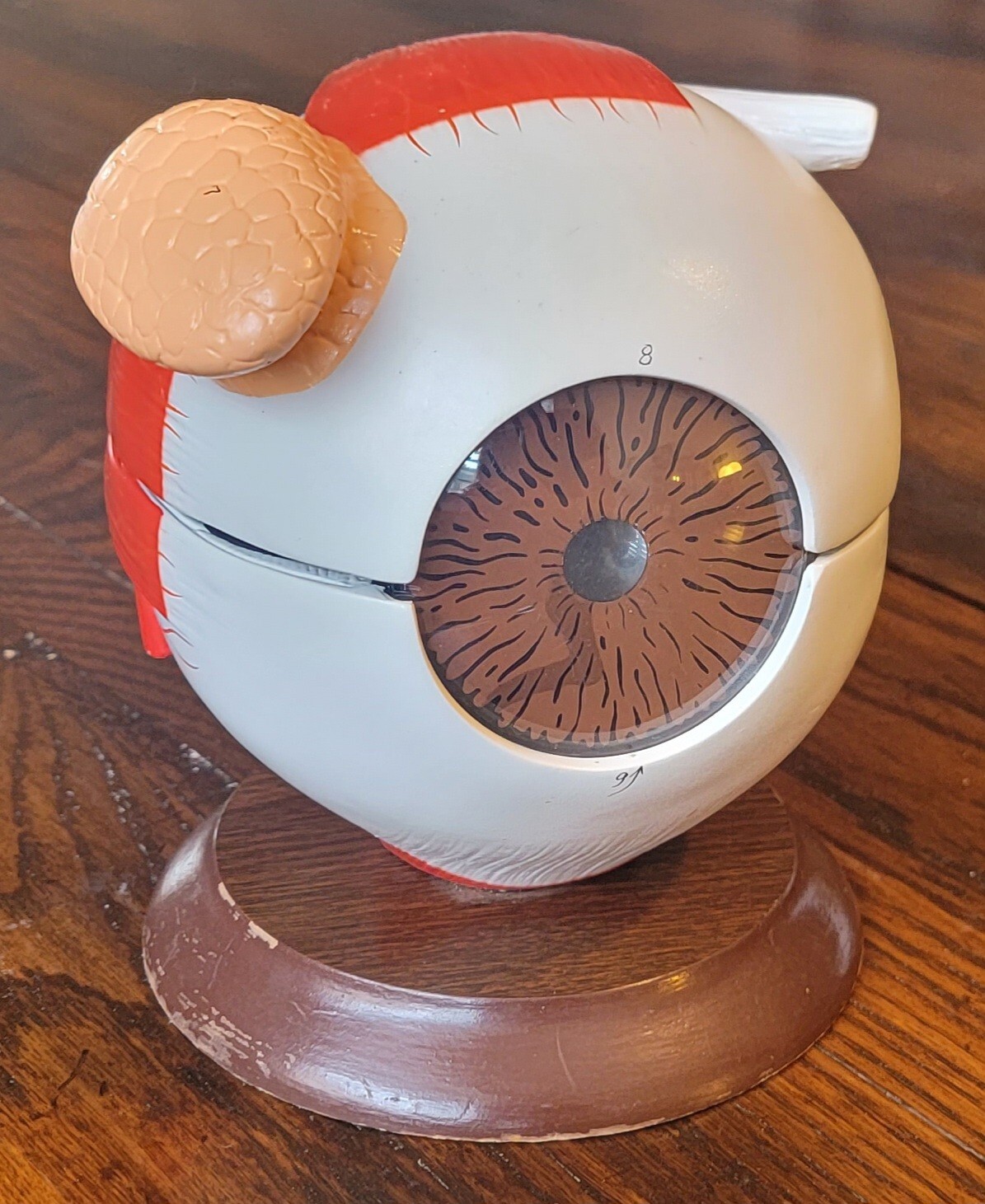 Denoyer Geppert Eye Model with Functional Lens – Optometry Anatomy Educational