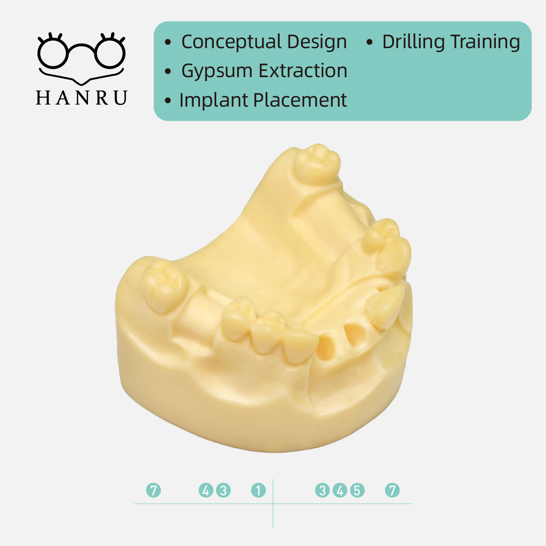 Dental transplant Teeth Model Dental Student Learning Model Instrument Dentist