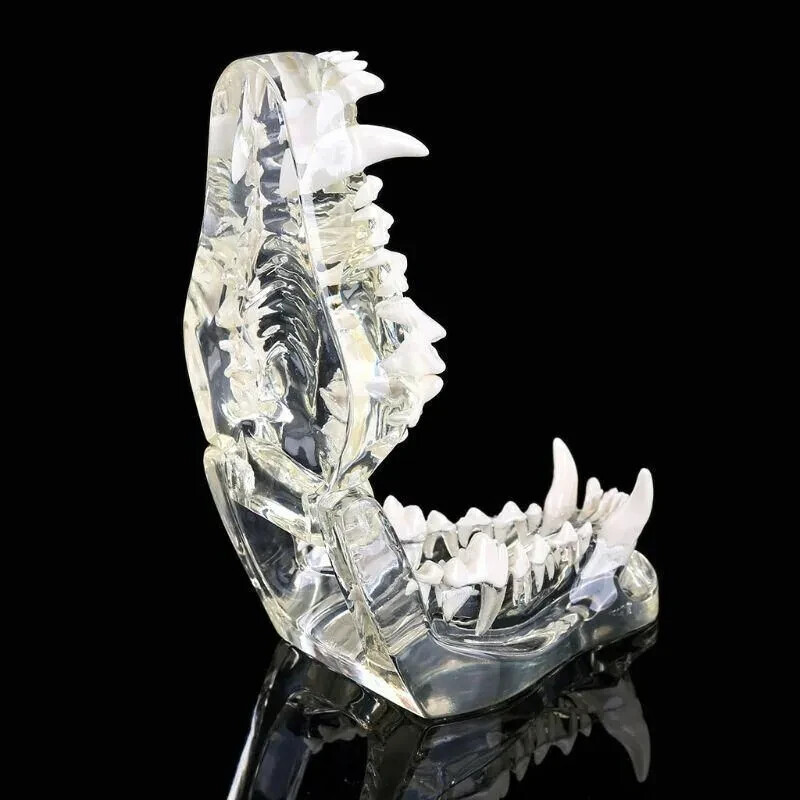 Dog Teeth Model Tooth Transparent Anatomical Veterinary Canine Teaching PVC