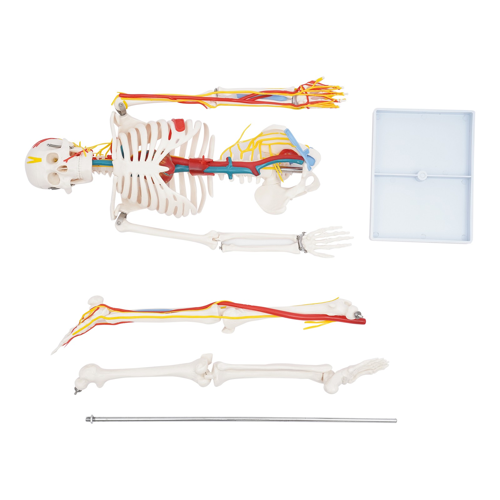 33.46″ Model Skeleton Anatomical Human Anatomy Medical Stand For Teaching