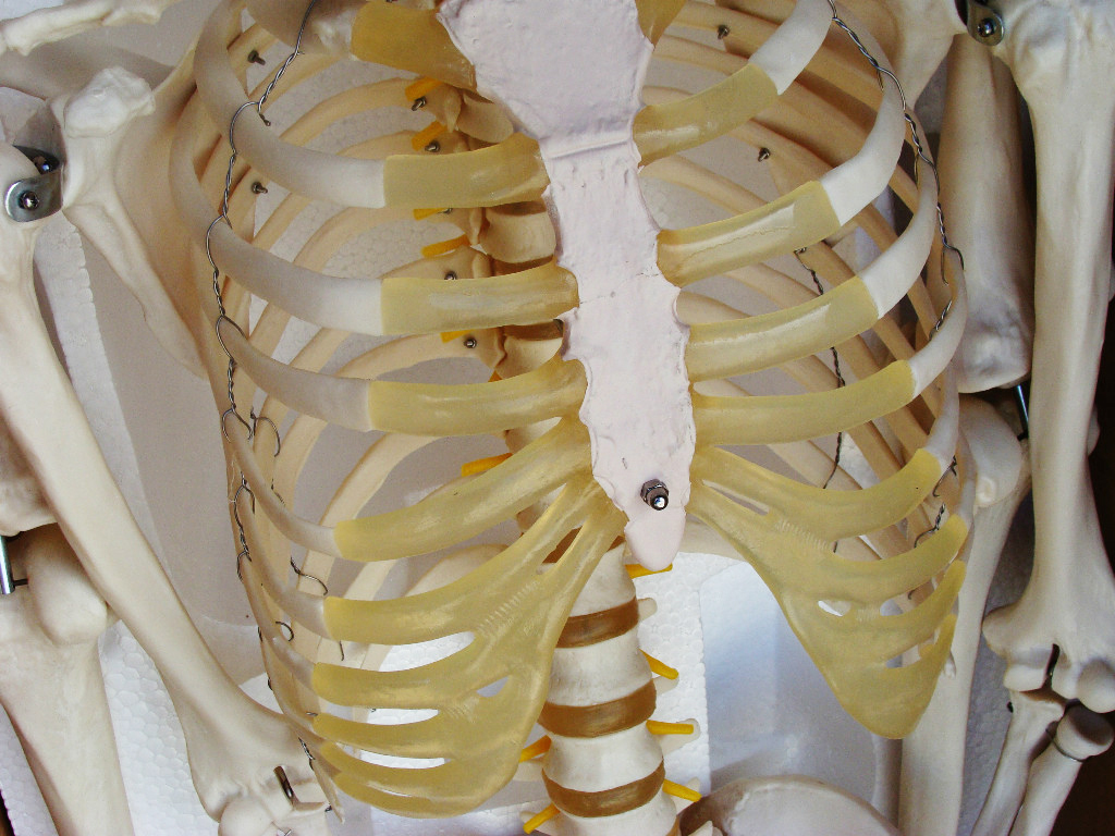 Medical Anatomical Human Skeleton Model Professional Size 67» 170 Cms IT-001