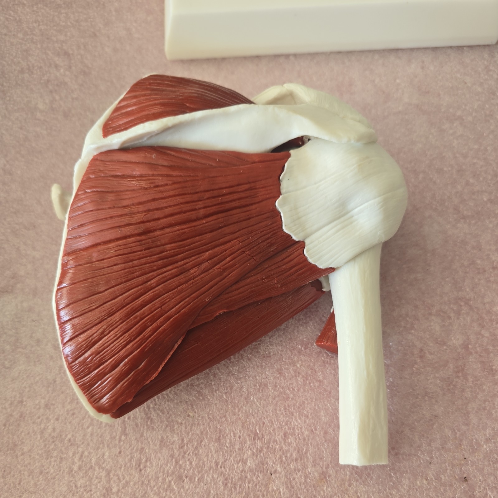 Life Size Human Shoulder Joint Model with Muscles and Ligaments Anatomic Model