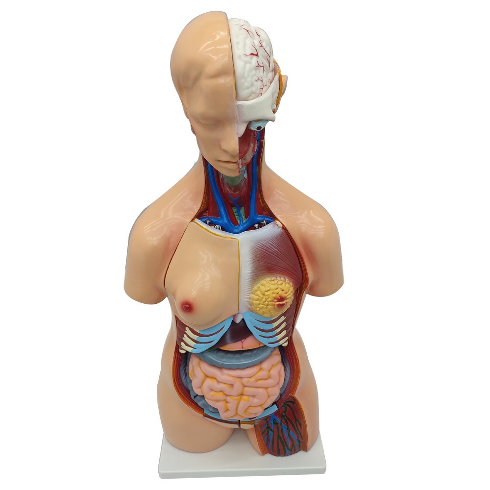 Detachable Human Torso Model Medical 31.89 in Dual-Sex Torso Anatomy Model