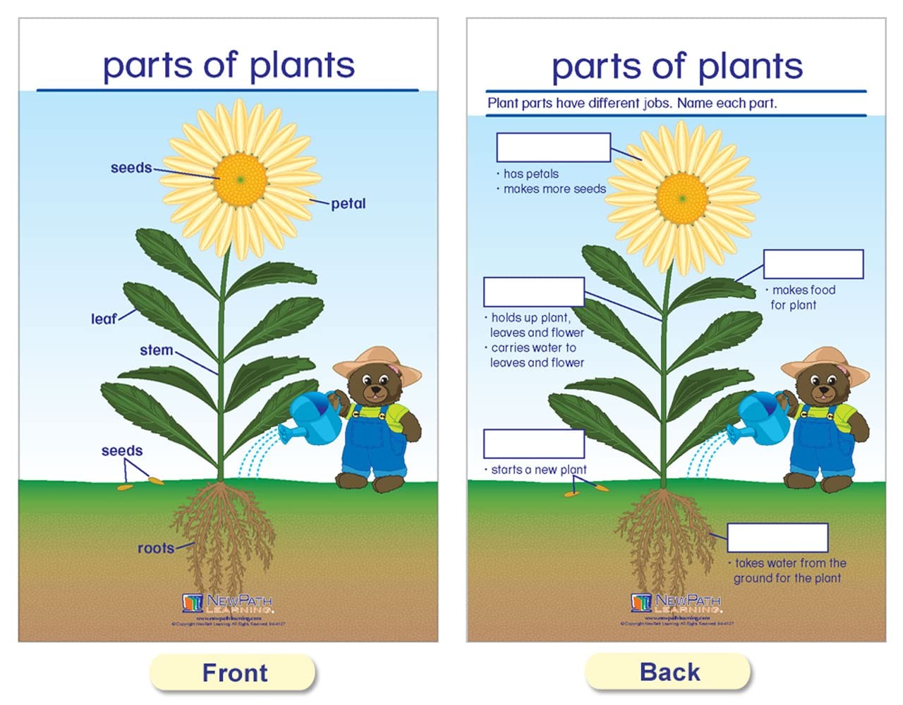 Newpath Learning Newpath All About Plants Bulletin – –