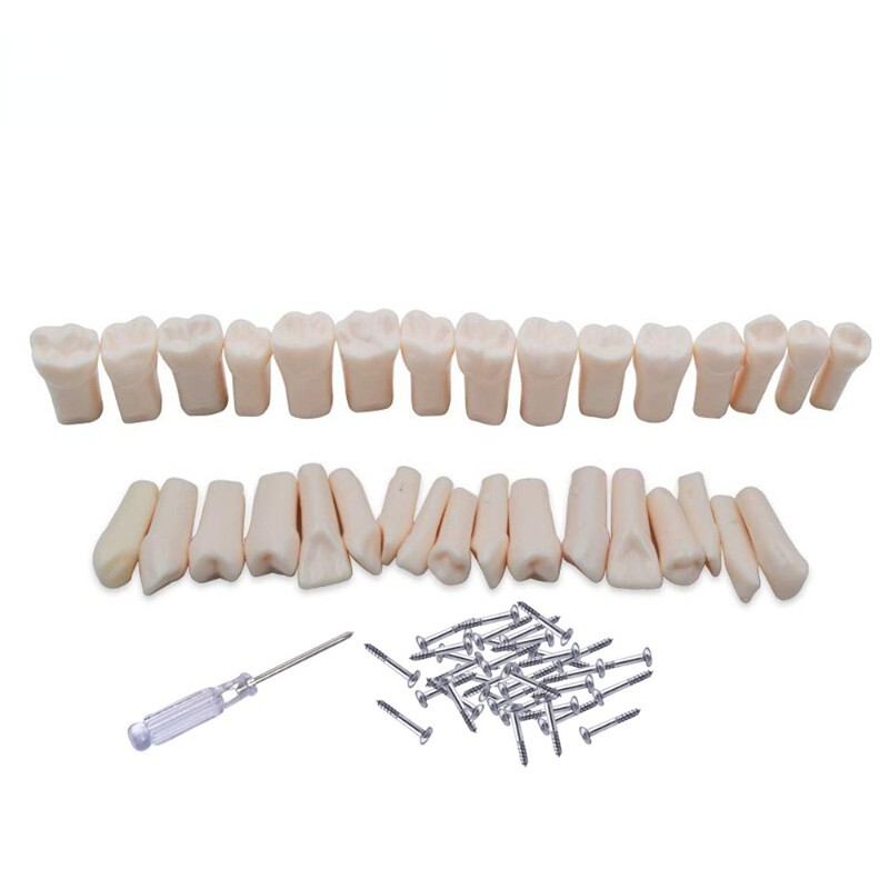 Dental Practice Typodont Teeth Model Removable Teeth 28 pcs Kilgore Nissin 200