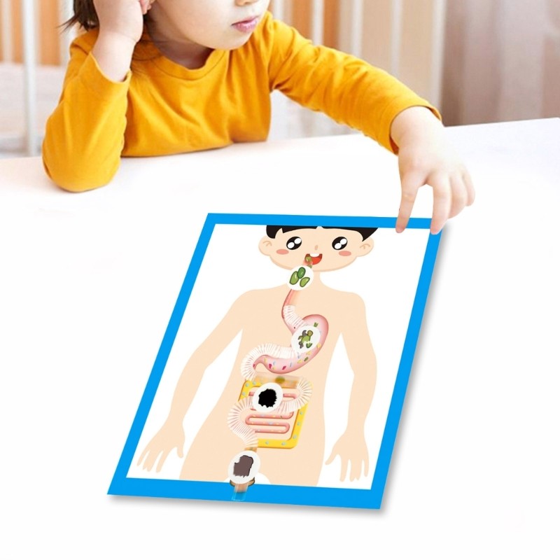 Educational Digestive System Model Digestive Organ Anatomy Model Teaching Tool