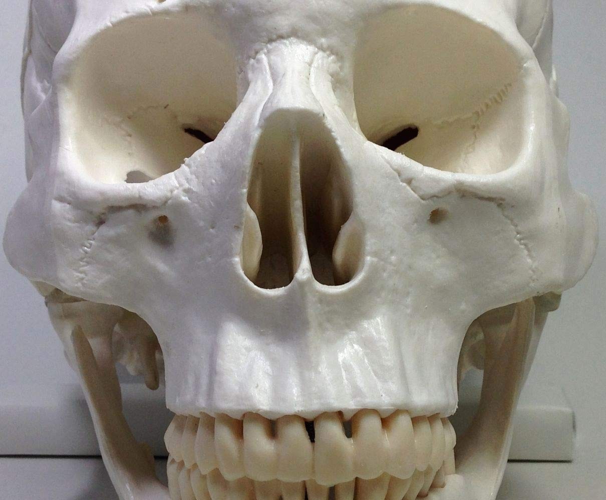 Life-size, ultra-precise skull model with movable jaw joint. Ideal for dental, E